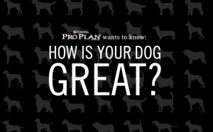 ProPlan_UGC_HowisyourdogGreat