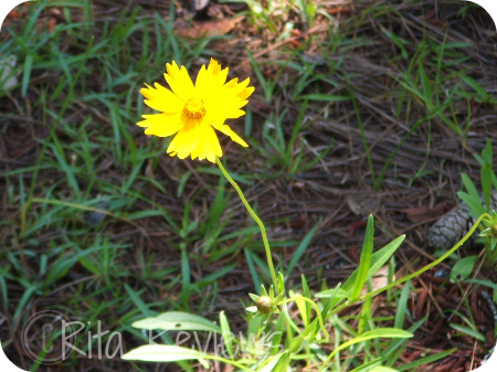 Single Yellow Flower that inspired one prayer