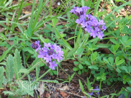 Upclose view of the color purple flowers