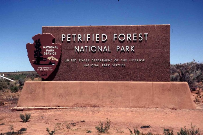 petrified-forest-np