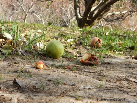 apples on the ground