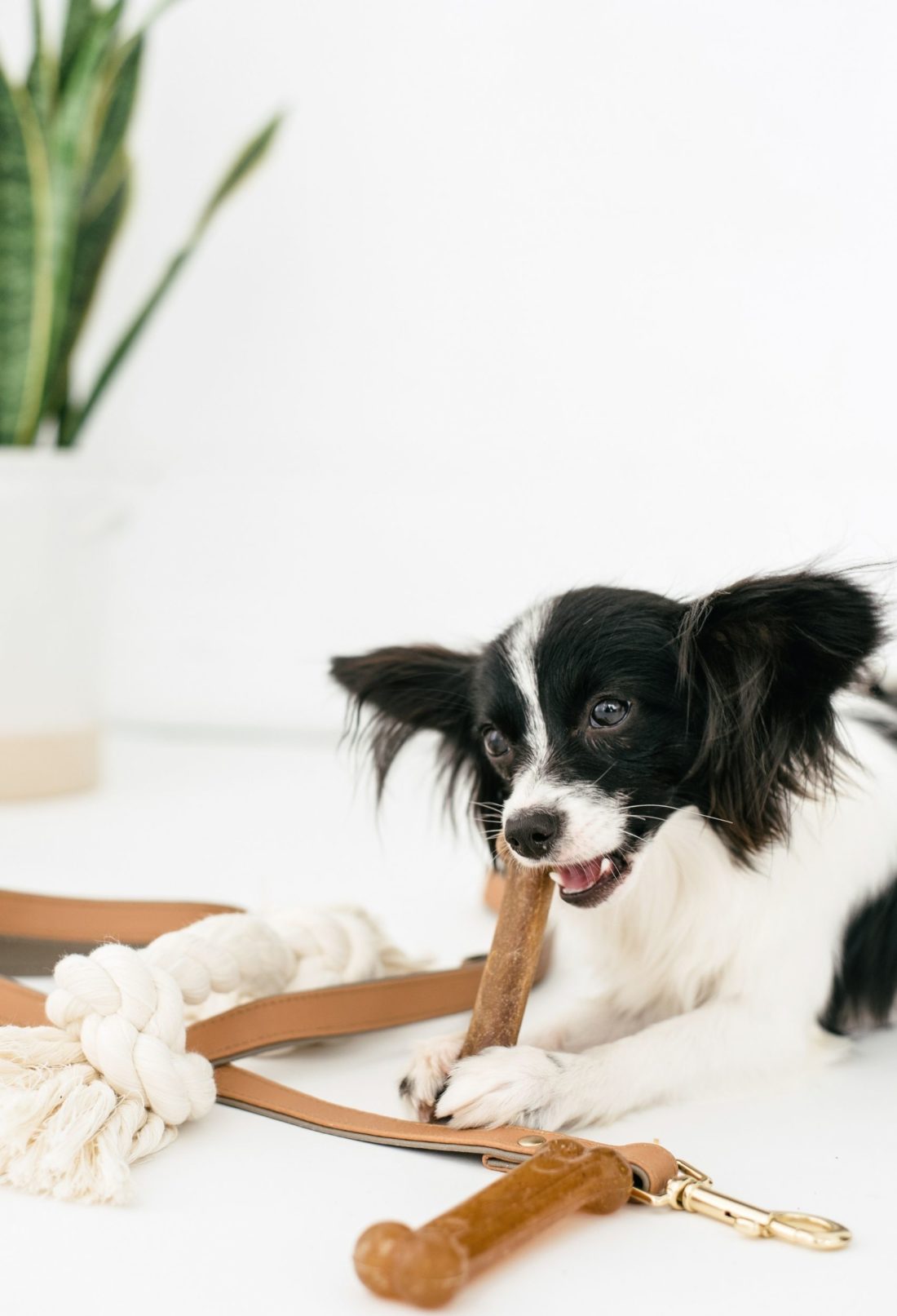 4 Common Dog Owner Mistakes - Rita Reviews
