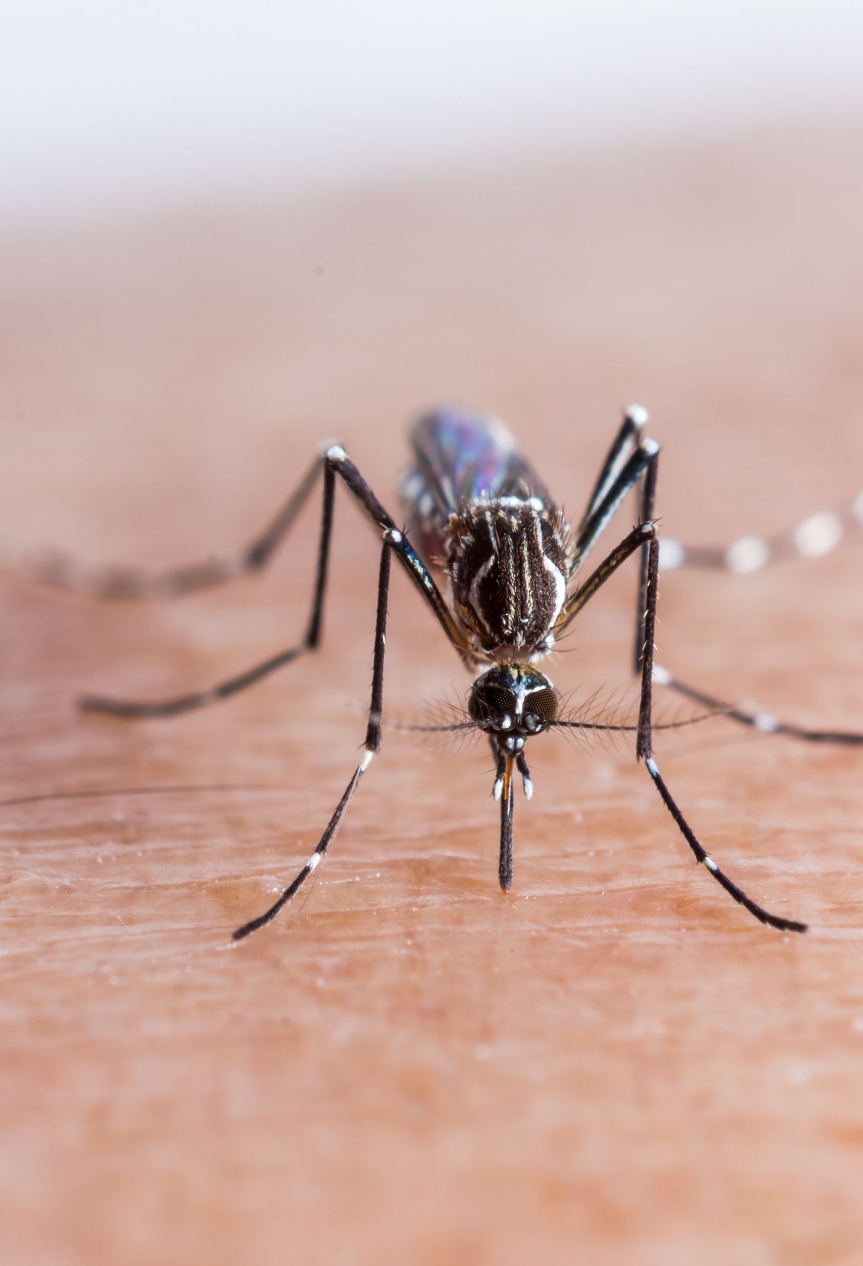 7 Ways to Prevent Mosquito Bites Rita Reviews