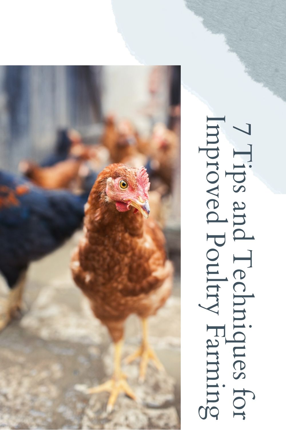 7 Tips and Techniques for Improved Poultry Farming