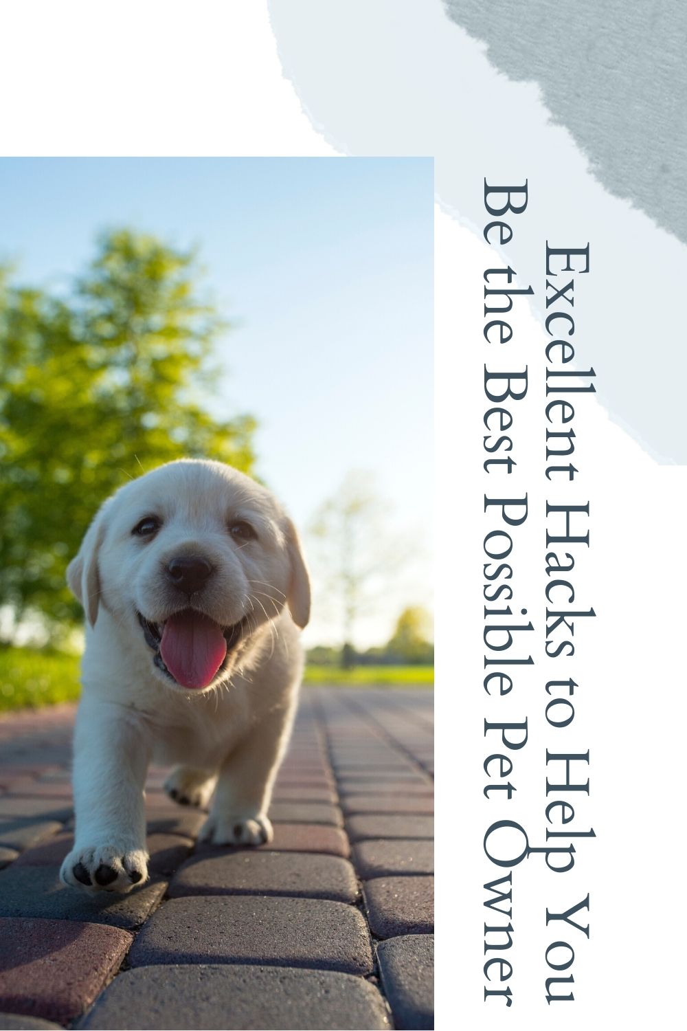 Excellent Hacks to Help You Be the Best Possible Pet Owner
