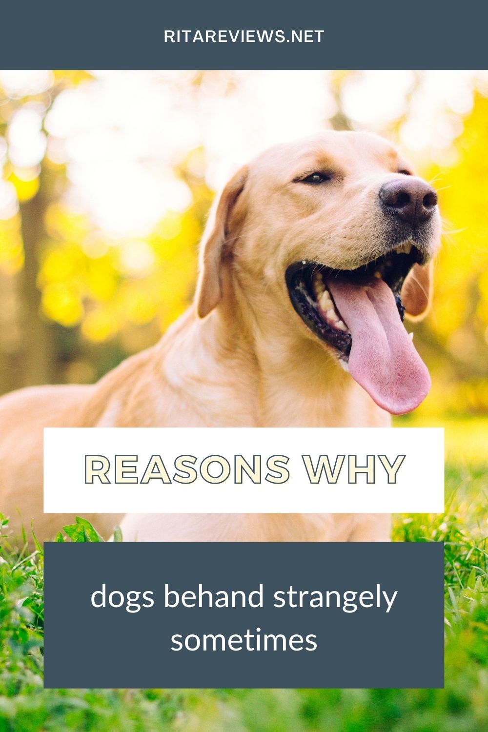 Reasons Why Dogs Behave Strangely Sometimes