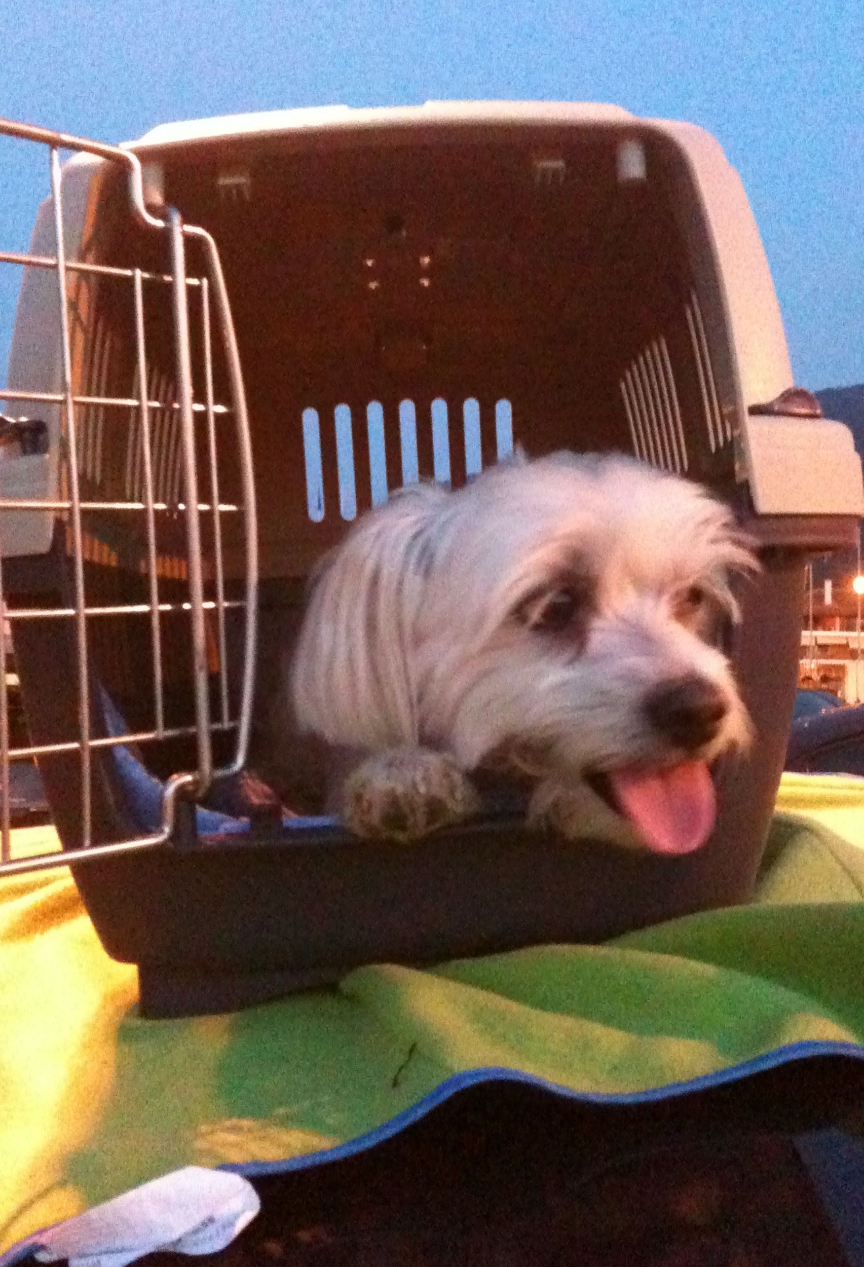 How to Travel With Your Pets Safely - Rita Reviews