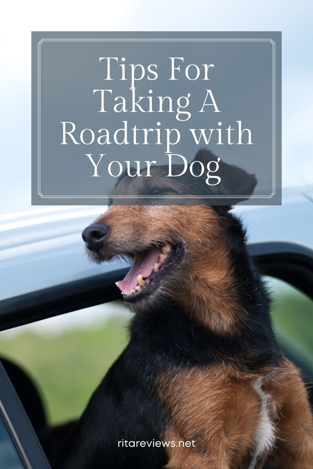 Tips For Taking A Roadtrip with Your Dog