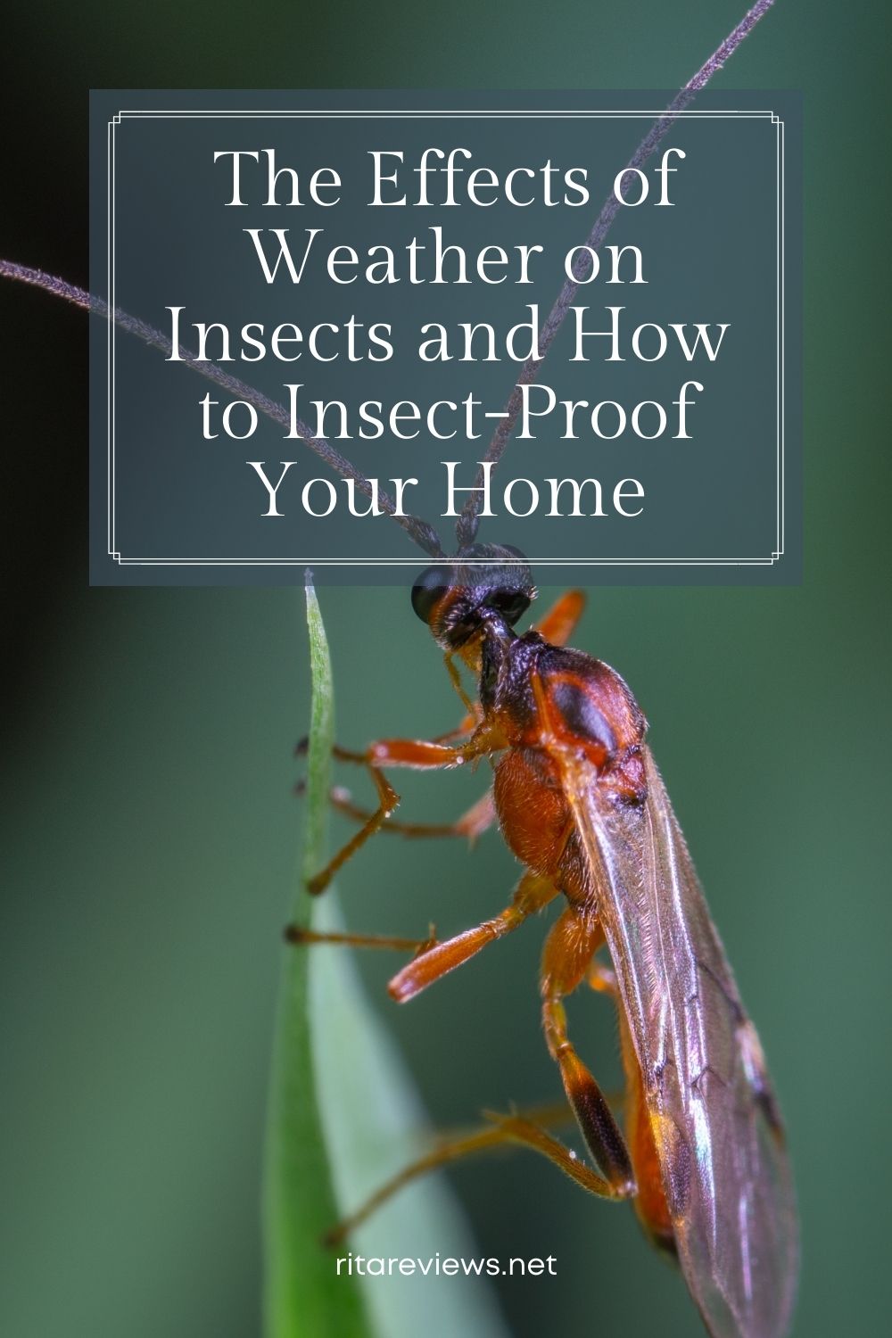 he Effects of Weather on Insects and How to Insect-Proof Your Home