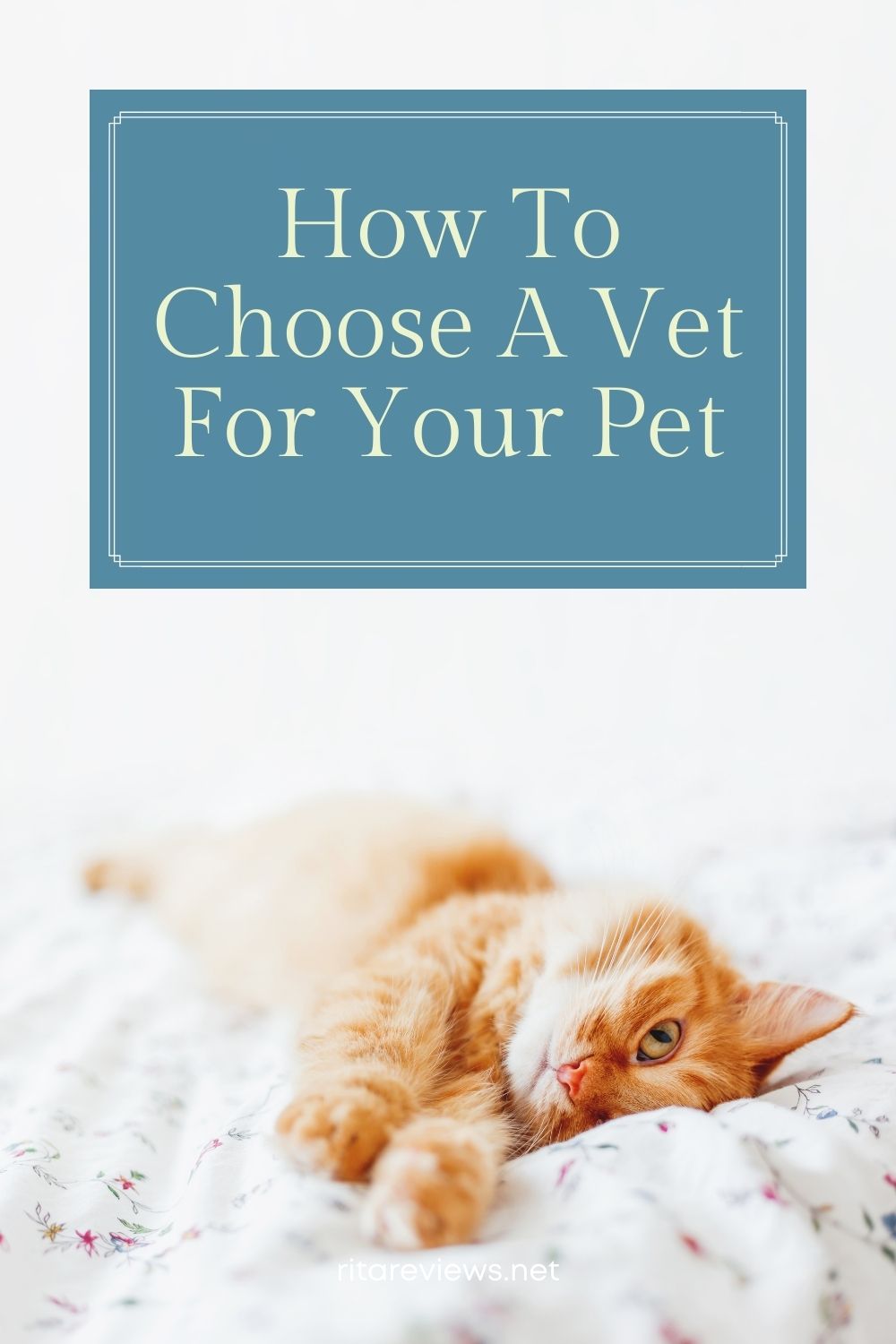 How To Choose A Vet For Your Pet