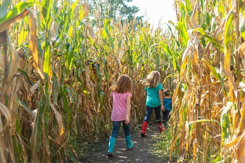 corn maze - rita reviews