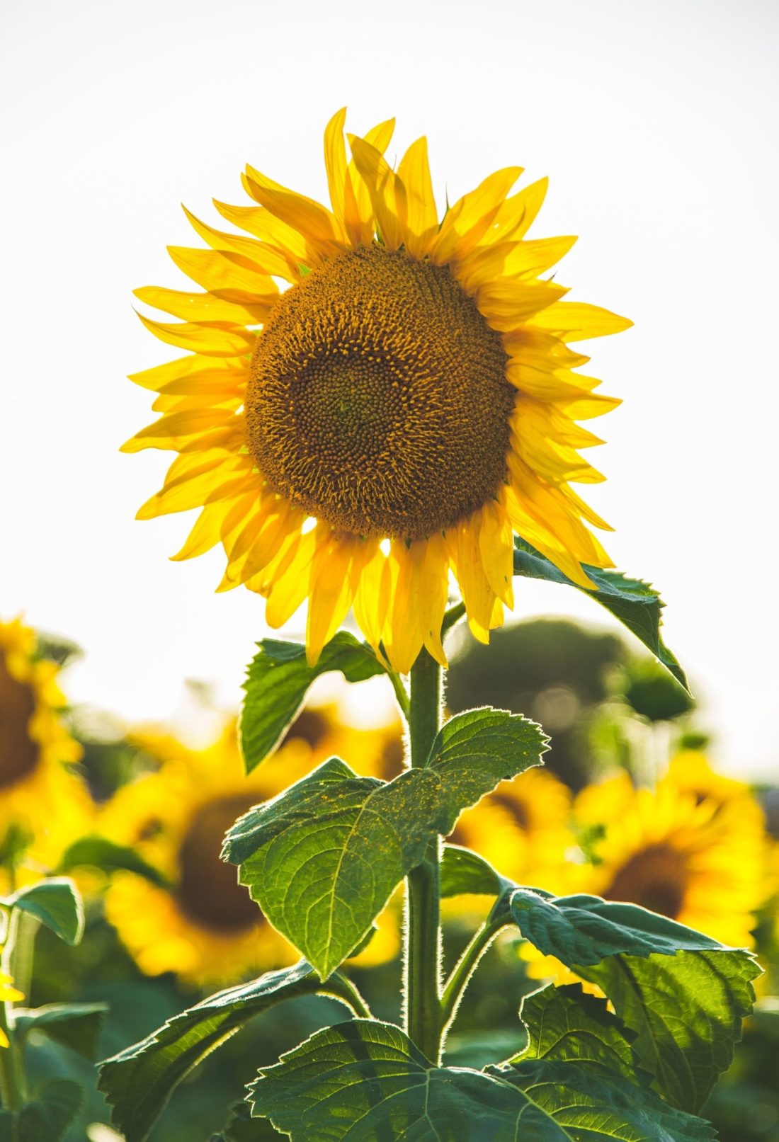 Friday Cocktails April 29 2022 sunflowers