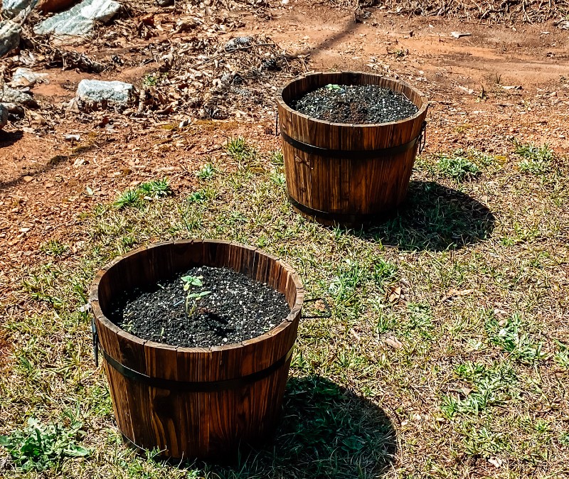 sunflower Pots