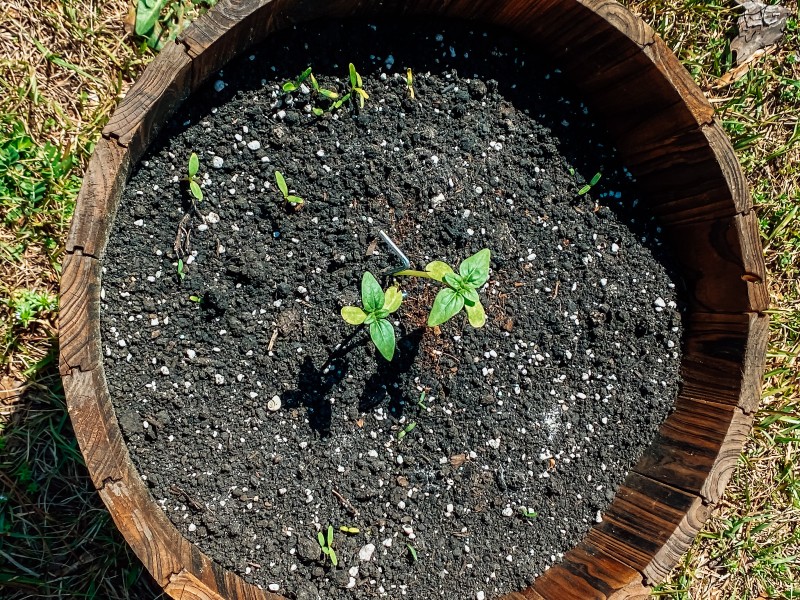 sunflowers in my pot