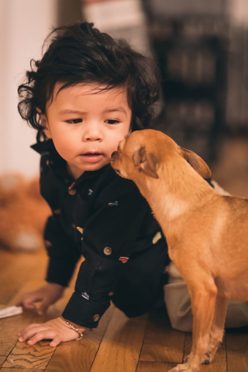 Don’t Let Your Kids And Pets Destroy Your Home