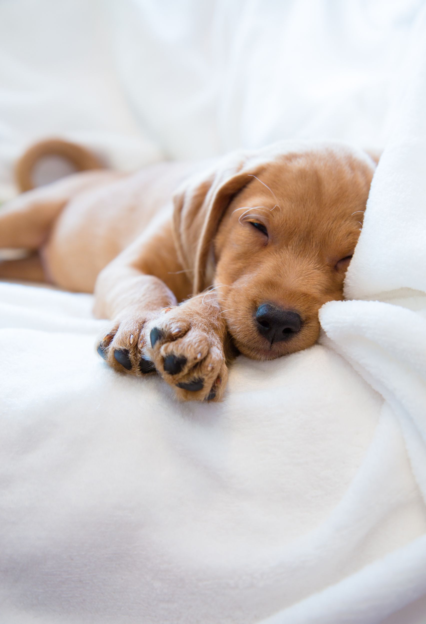 6 Tips To Help You Sleep Like A Puppy