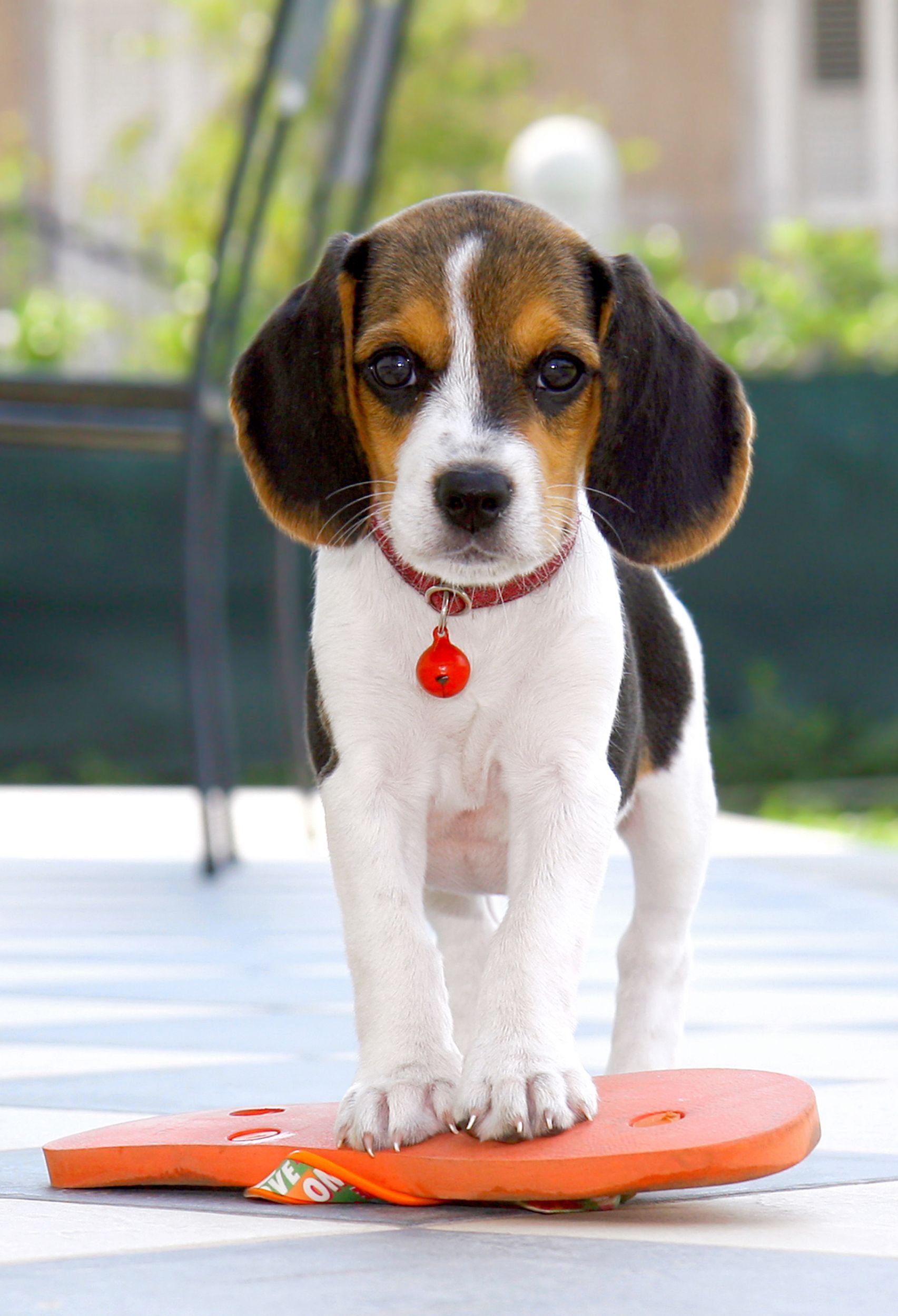 Crate Training Your Puppy Essential Steps