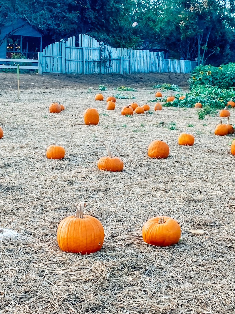 Pumpkin Patch