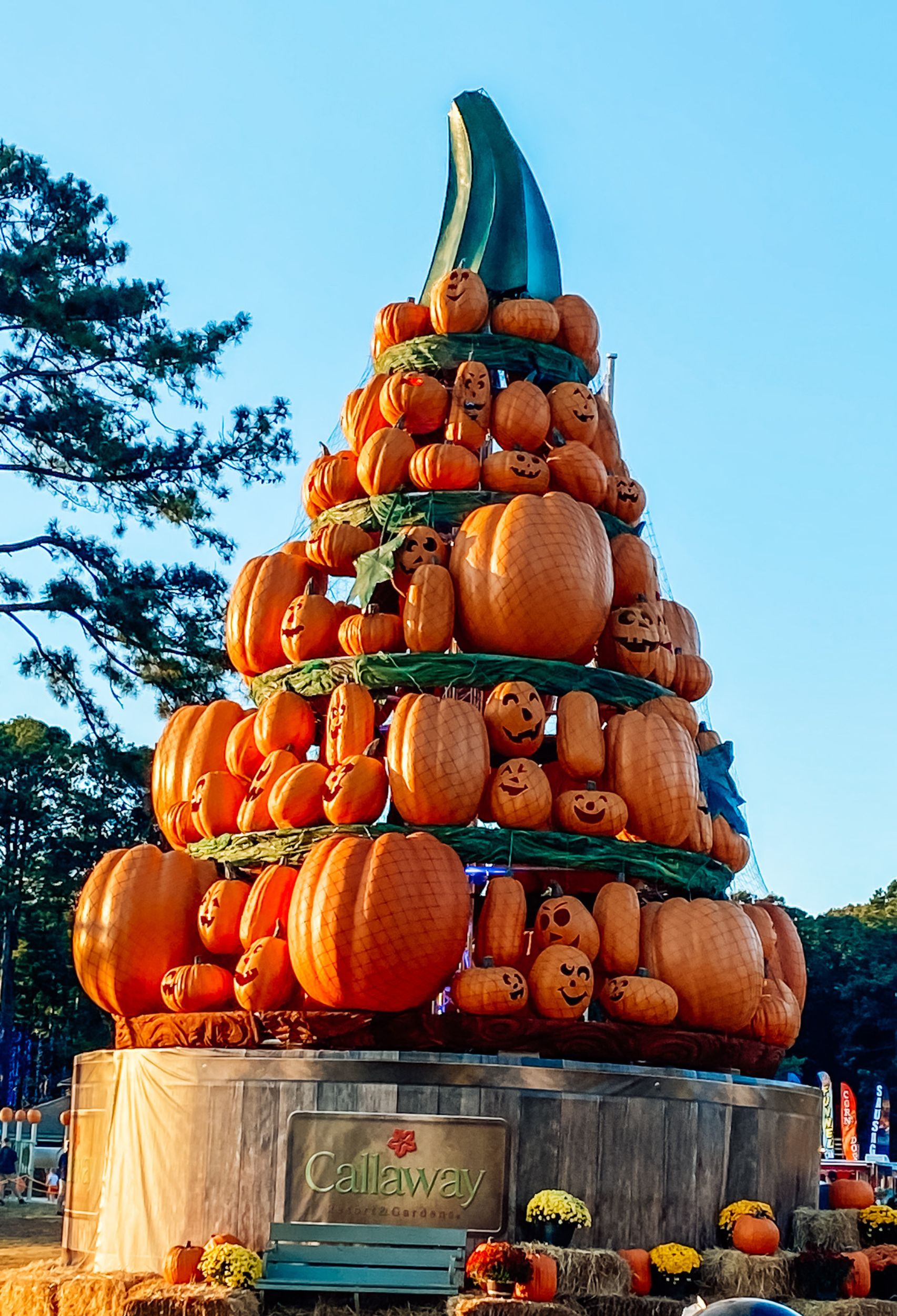 Pumpkins at Callaway