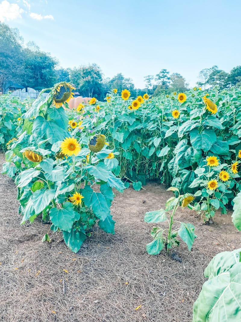 Sunflower Garden