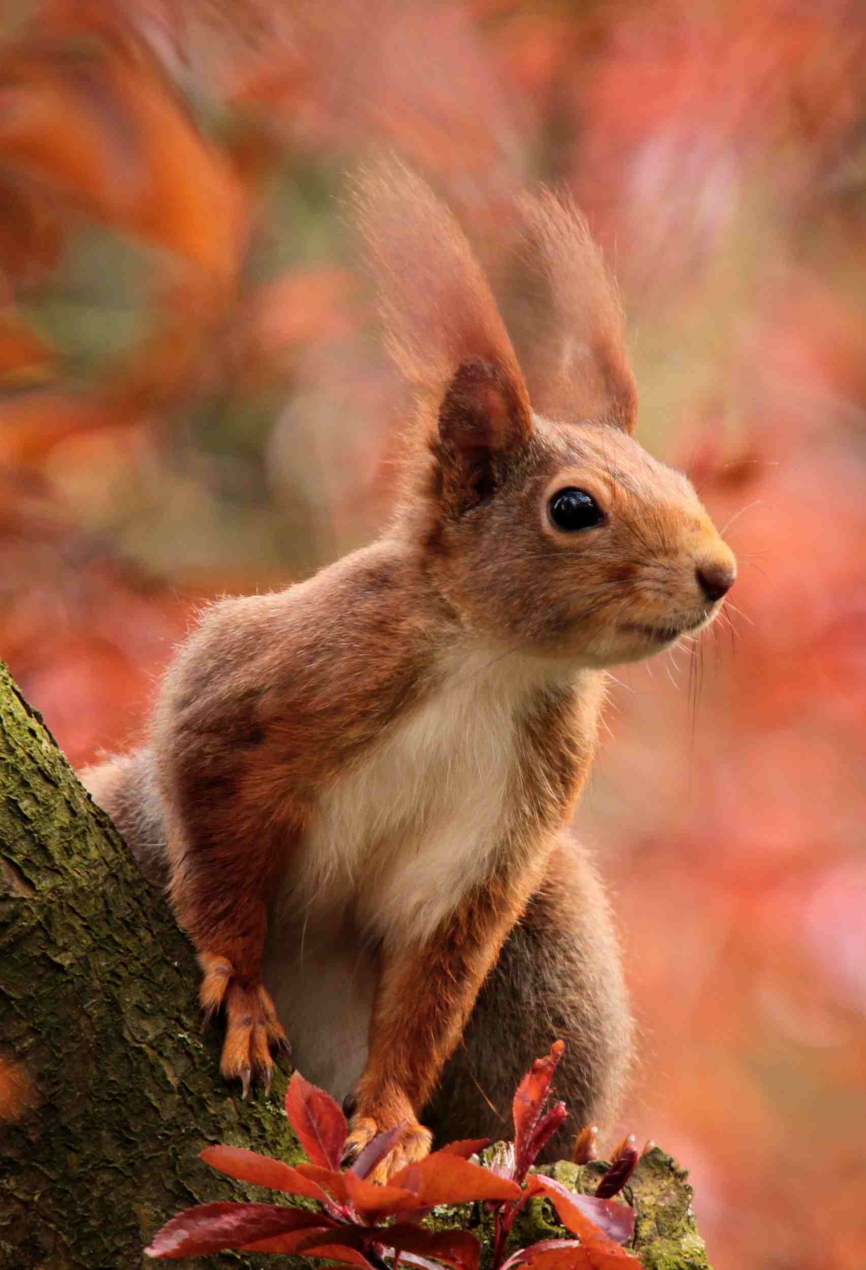 5 Signs That Indicate You Have a Squirrel Problem in Your Home