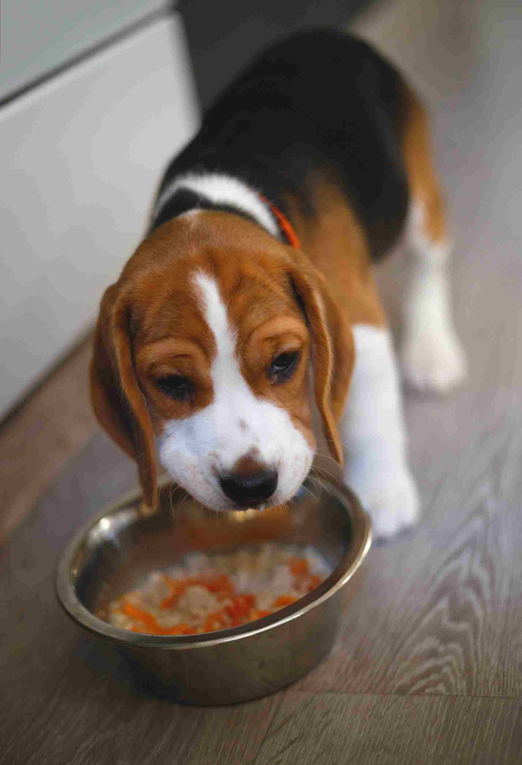 Dog Nutrition: Vet Tips for Choosing The Best Food for Your Puppies