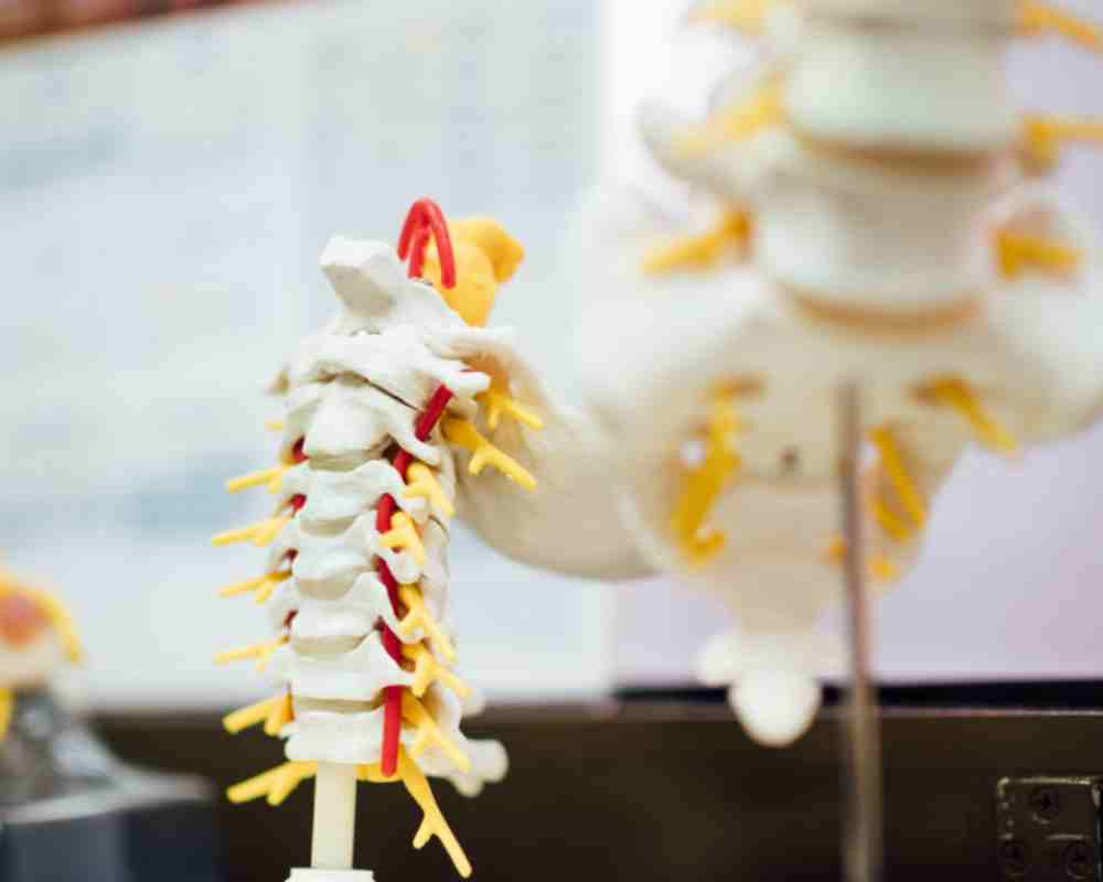 What is Chiropractic According to the Alpine Chiropractor