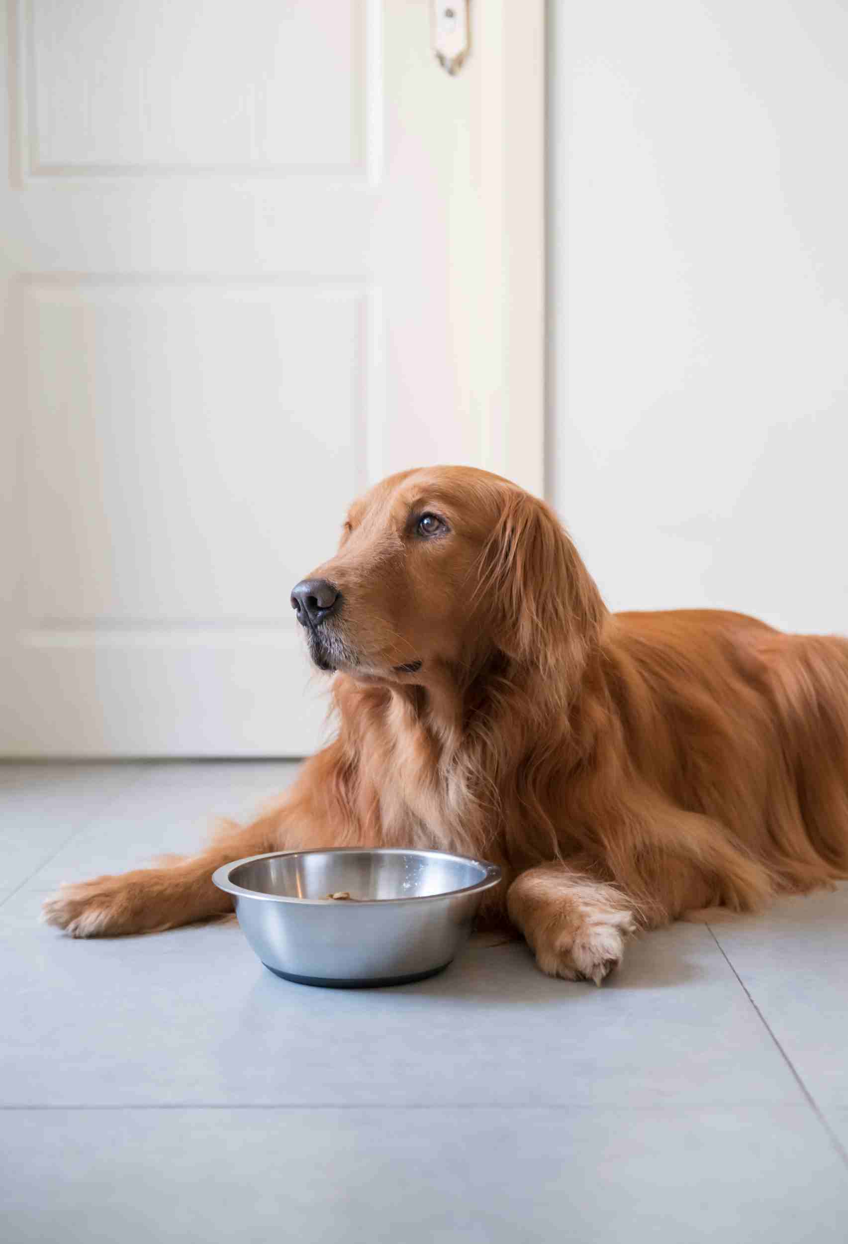 Understanding Canine Nutrition: A Guide to Choosing the Best Dog Food
