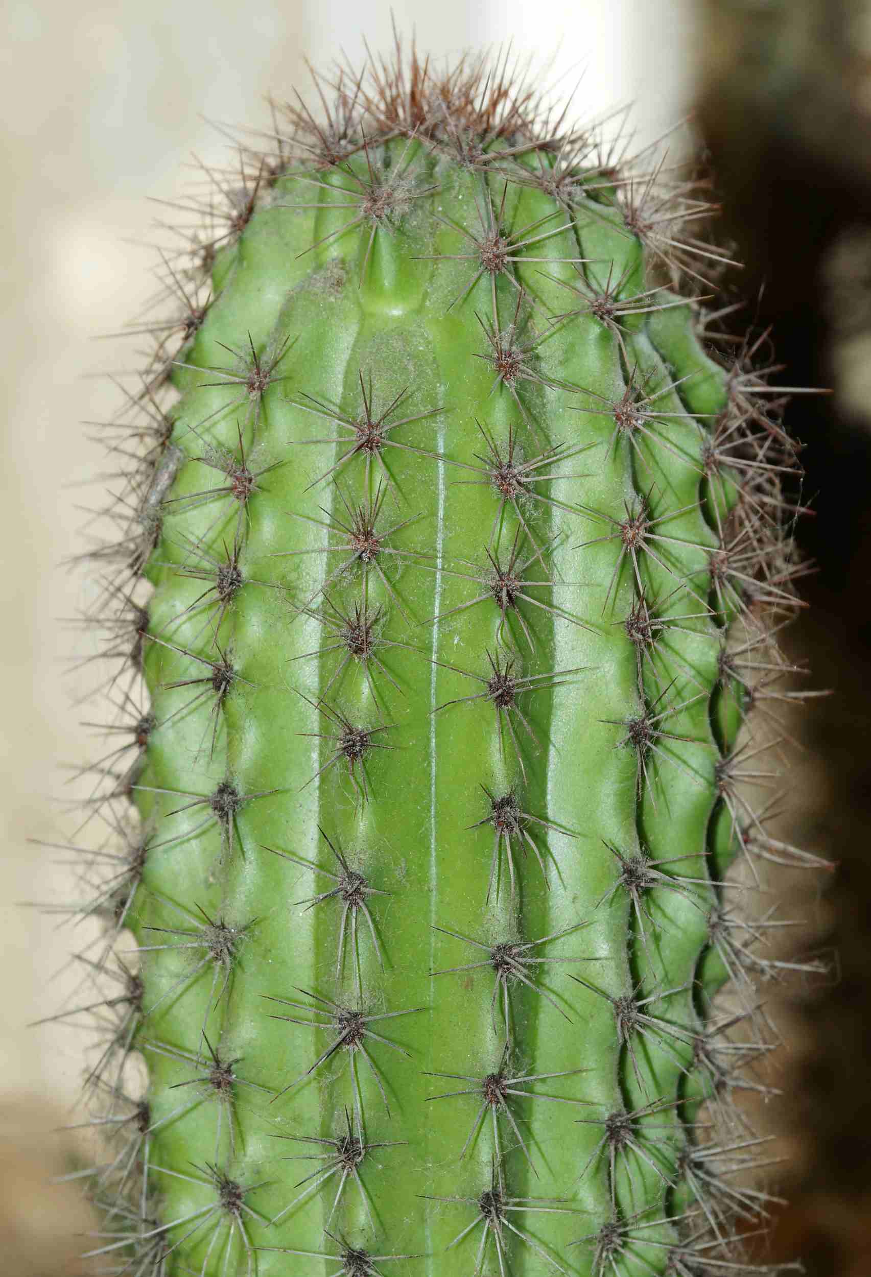 A Love Hate with Cactus