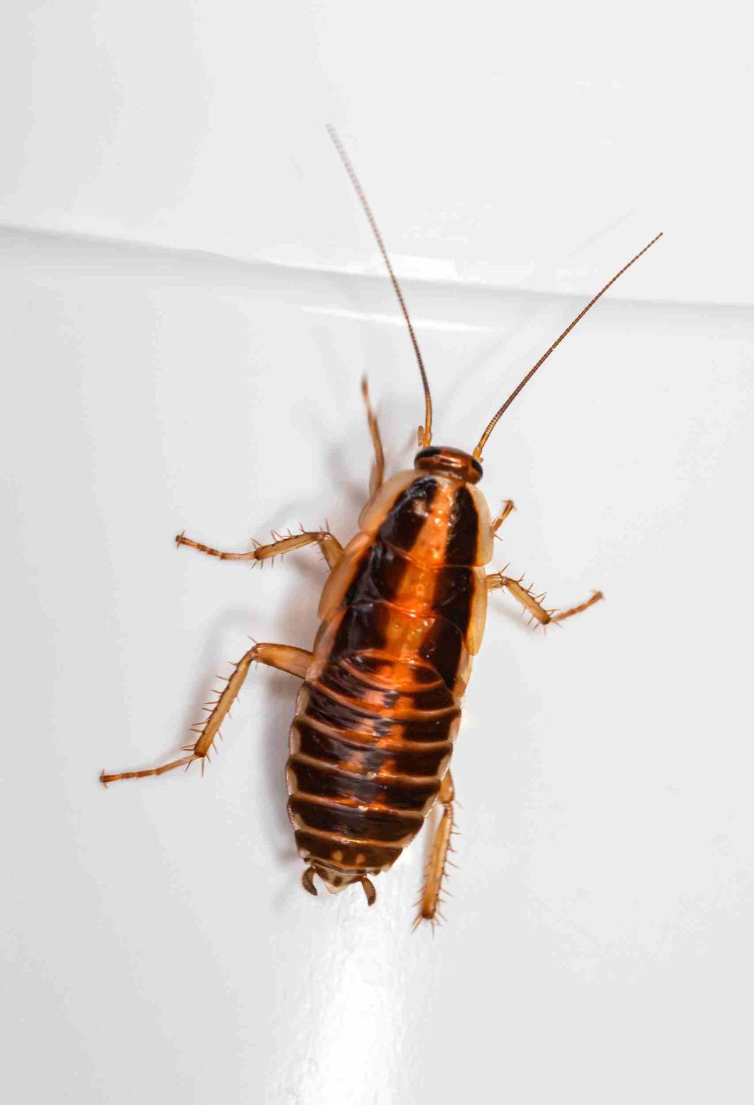 6 Ways to Eliminate Unwanted Pests in Your Home