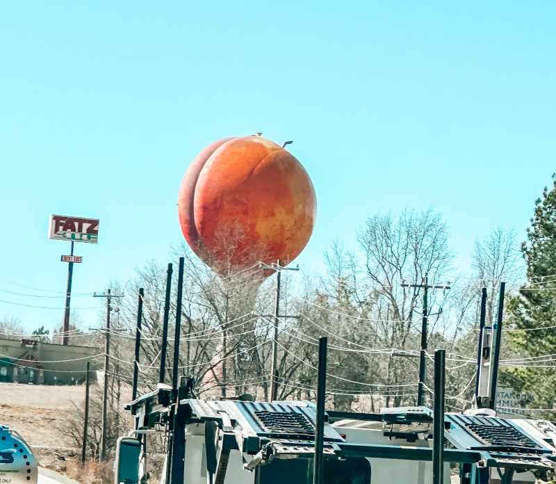 Gaffney Giant Peach