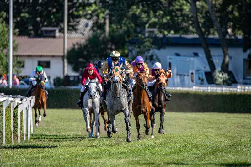 Preparing for a day out at the races - horses