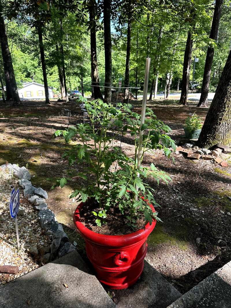 Tomato Plant