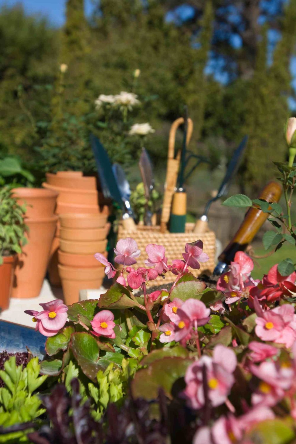 Transforming Your Outdoor Space: A Guide to Selecting the Right Gardening Supplies