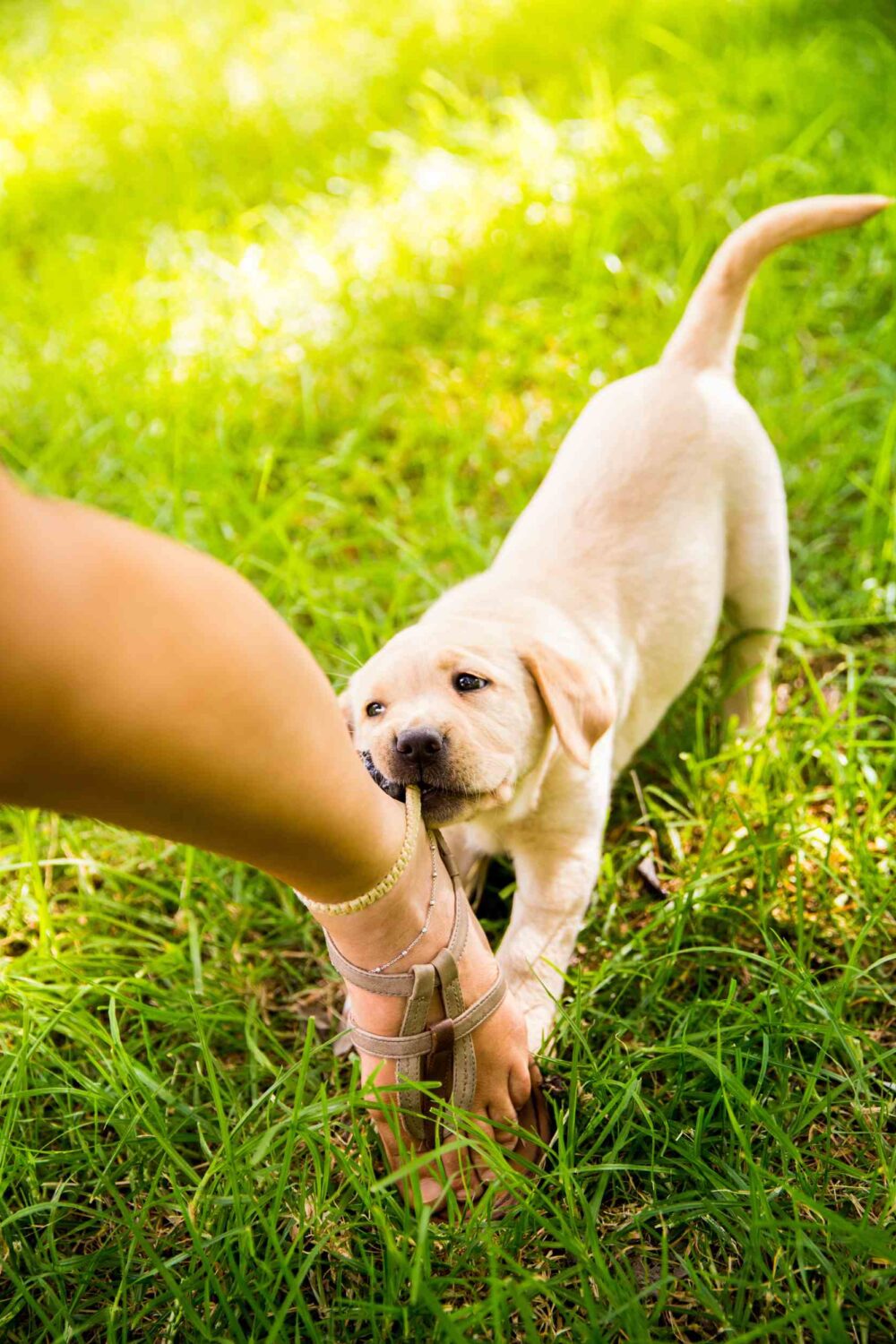 Critical Insights into Animal Bite Cases and How Boca Raton Attorneys Aid Victims