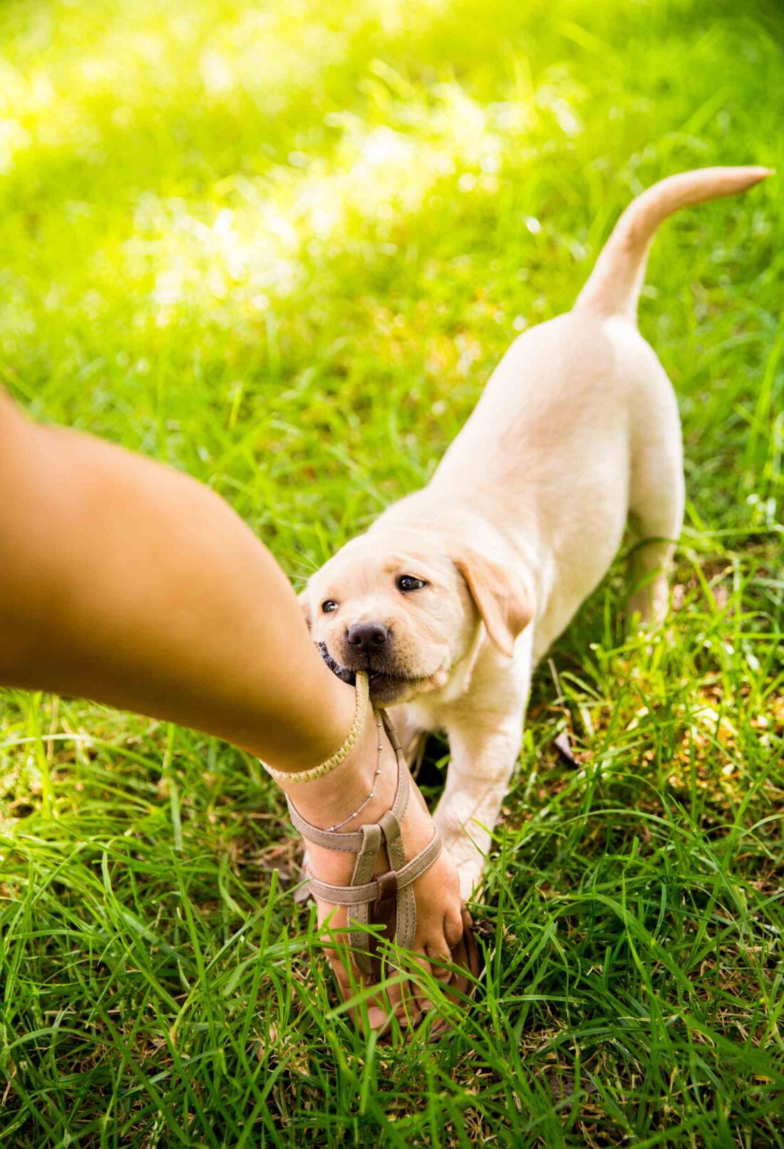 Critical Insights into Animal Bite Cases and How Boca Raton Attorneys Aid Victims