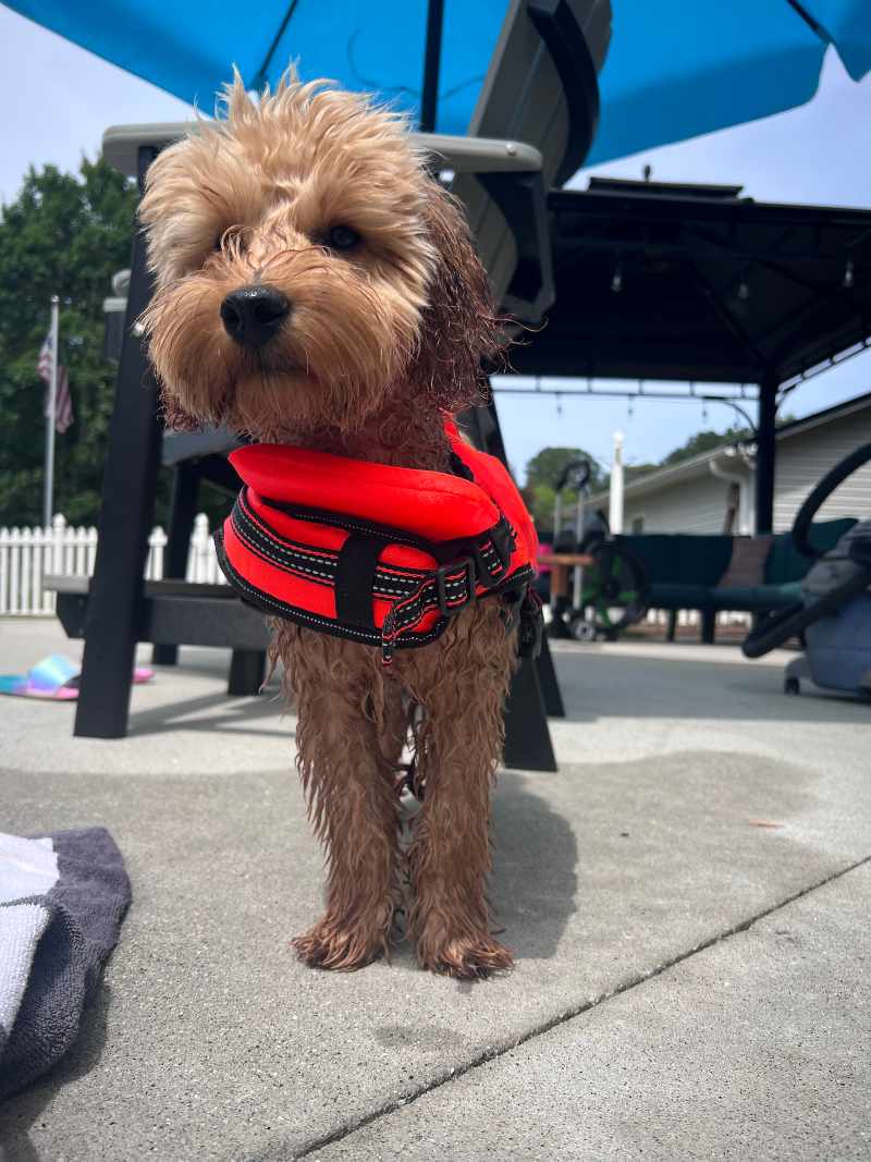 Harvey's First Swim