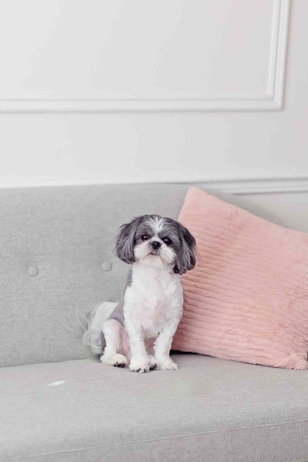 The Best Small Dogs for Families and Apartments