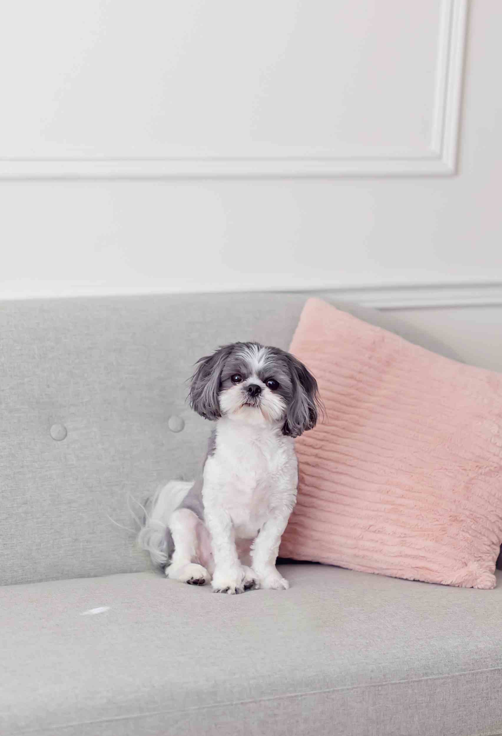 The Best Small Dogs for Families and Apartments