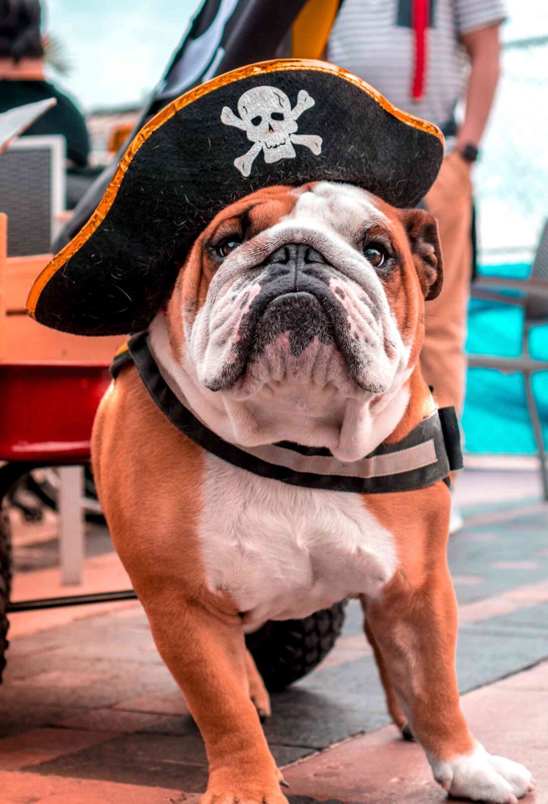 How to Throw a Dog Pirate Party on a Budget