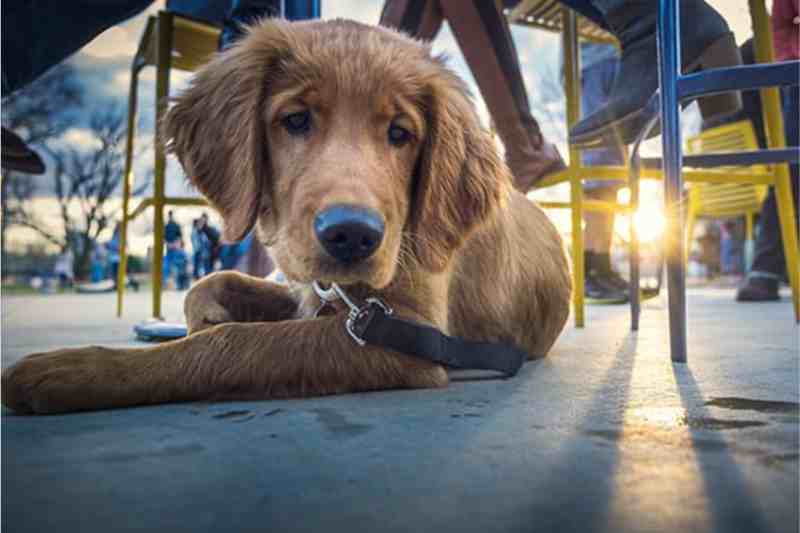 Taking Your Furry Buddy to the Best Dog Friendly Restaurant