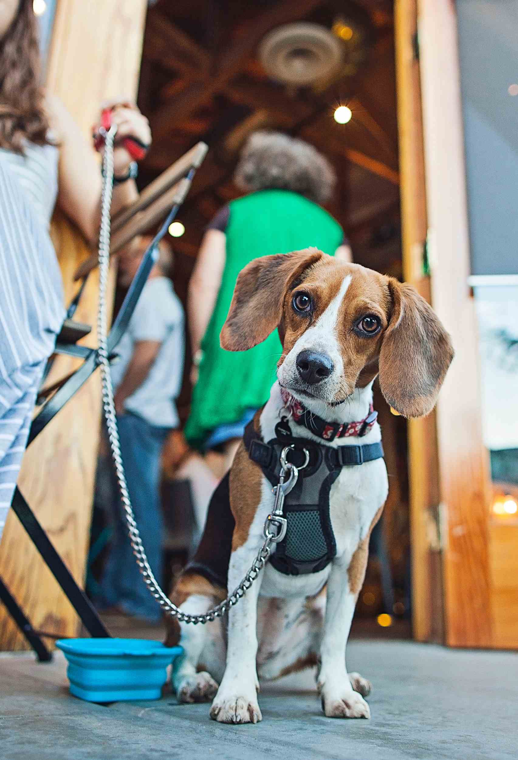 Taking Your Furry Buddy to the Best Dog Friendly Restaurant In Orlando