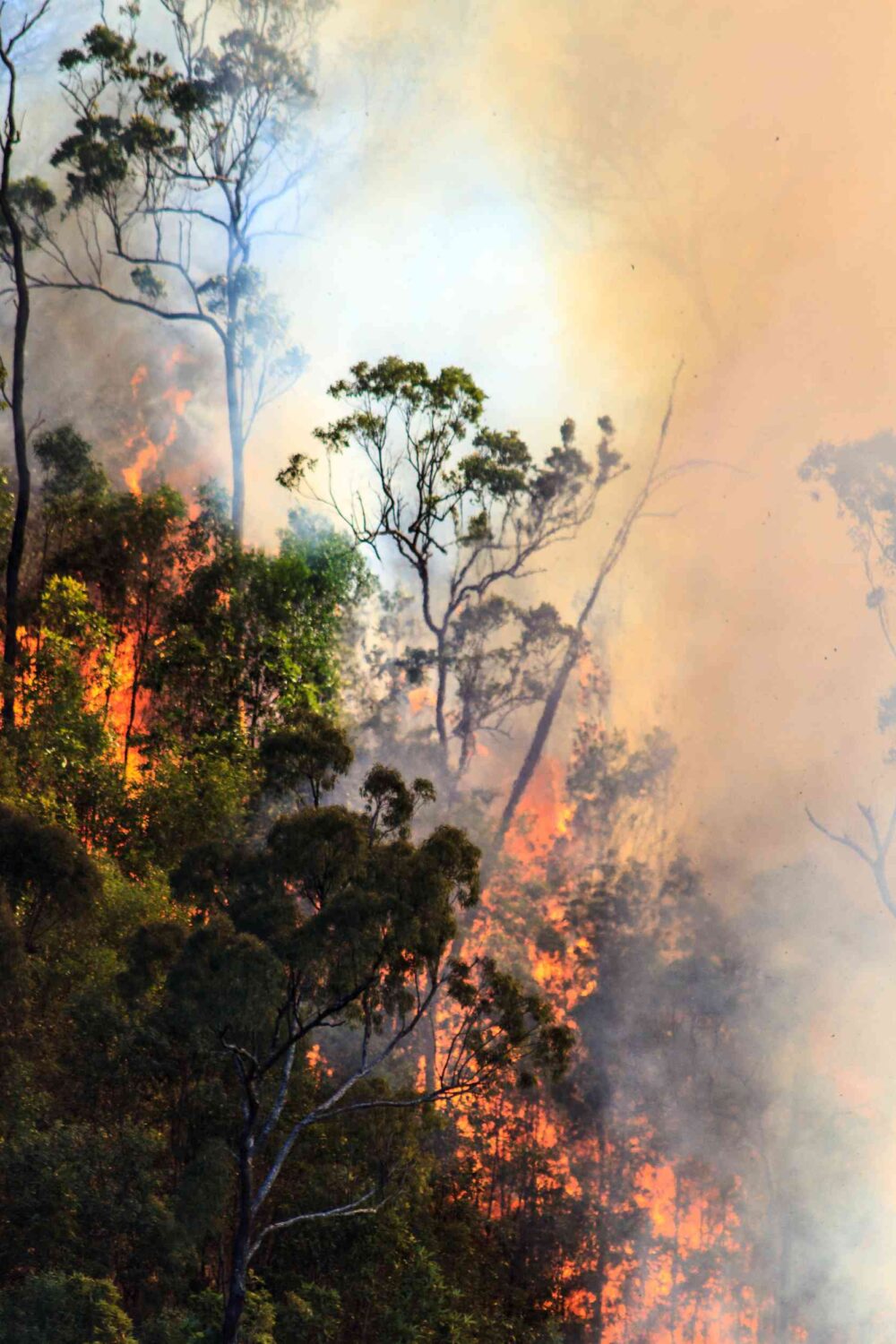 Why Hiring WA Bushfire Consultants is Essential for Safety and Compliance