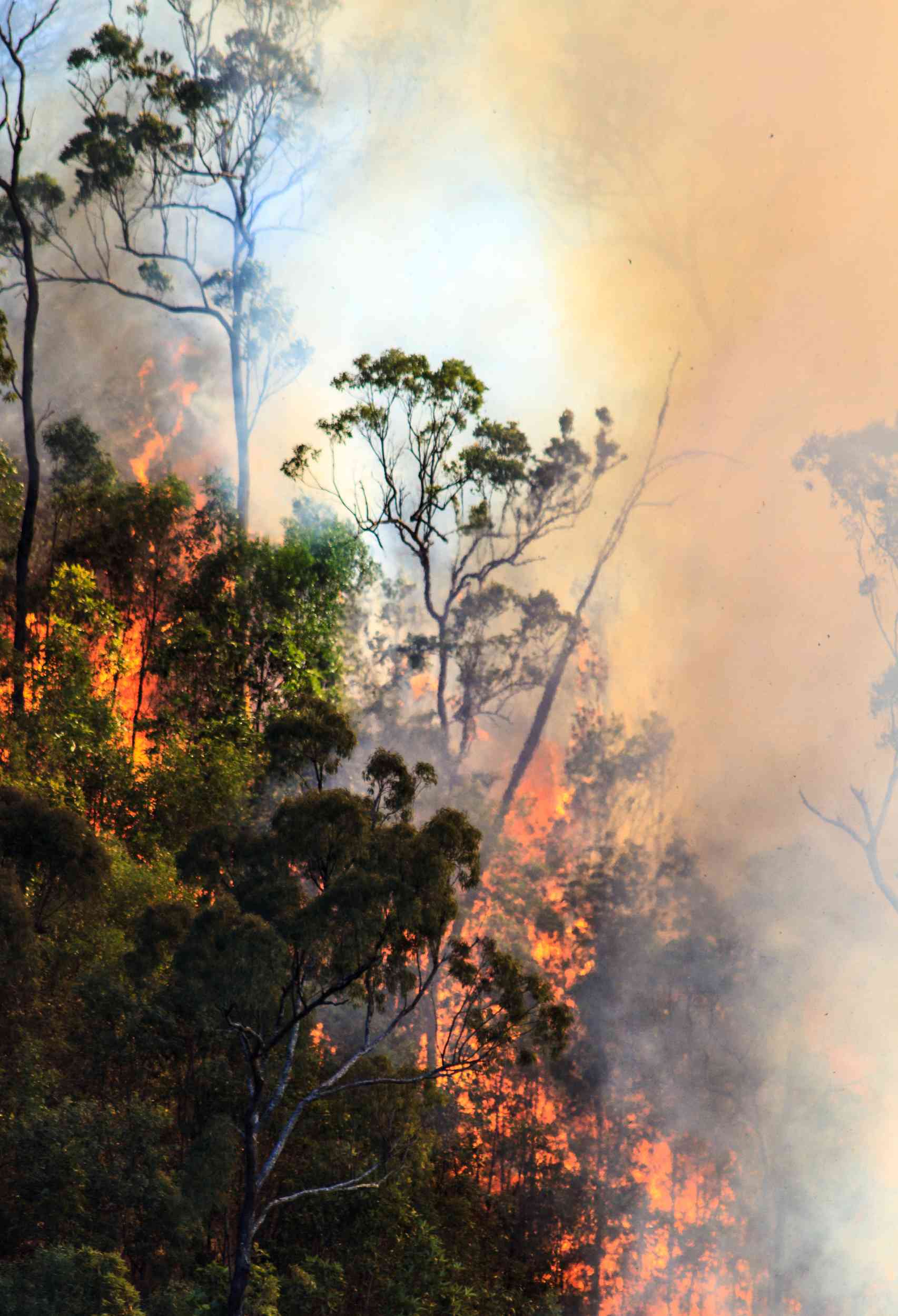 Why Hiring WA Bushfire Consultants is Essential for Safety and Compliance