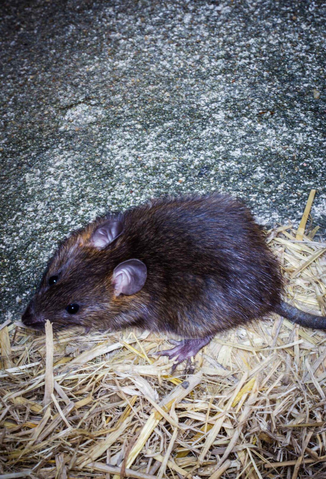 Signs of a Rodent Problem: How to Detect and Address an Infestation Early