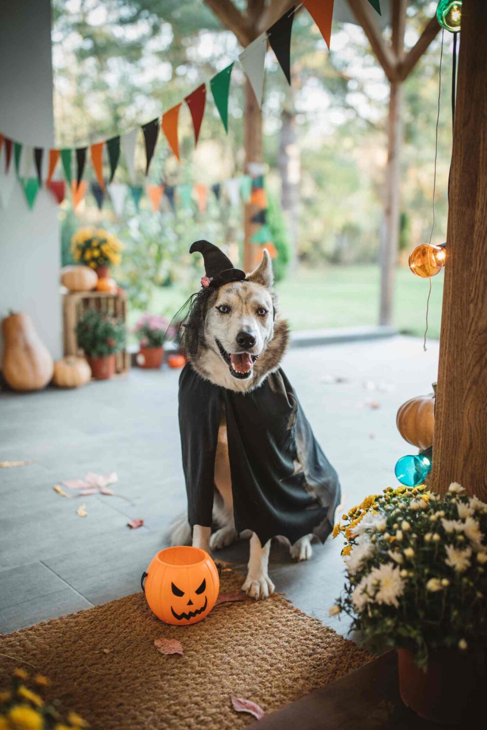 How to Choose the Perfect Halloween Costume for Your Dog Top Tips