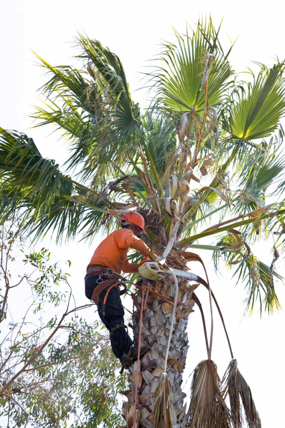 The Importance of Tree Care Services: Ensuring Healthy Landscapes