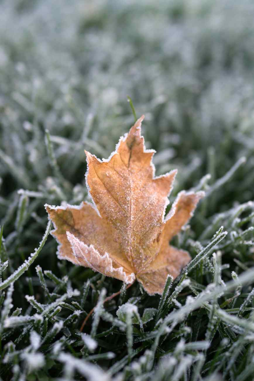 How to Get Your Lawn Ready for Winter Essential Prep Tips