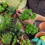 Rooted in Nature: Wellness Benefits of Local Herbs