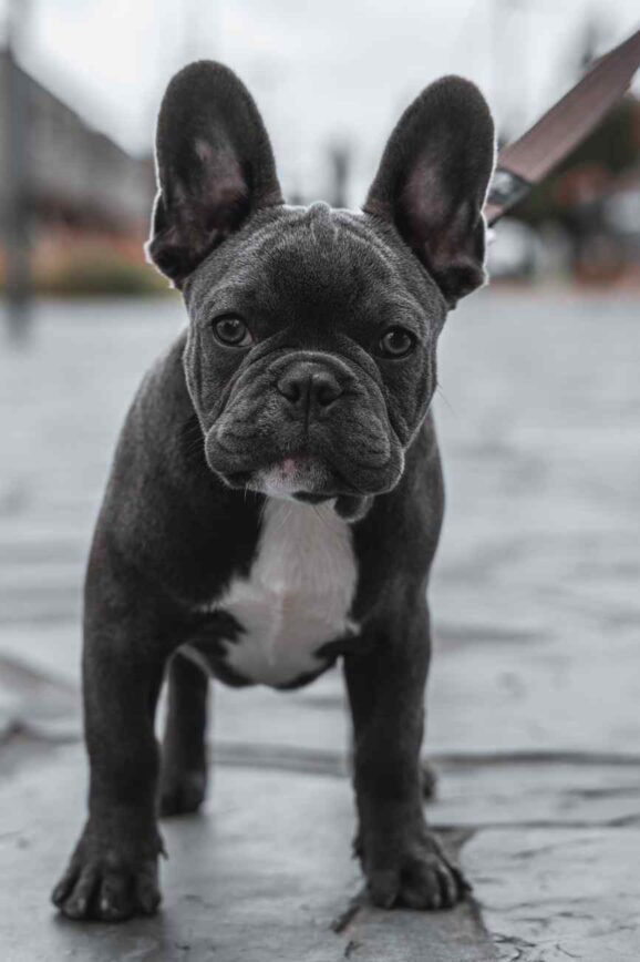 French Bulldog Breeding: What Makes a Responsible Breeder